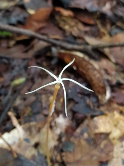 Voyria tenuiflora, photographed by Guillaume Delaitre