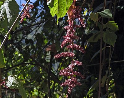 Chamissoa altissima, photographed by Hugo Hulsberg