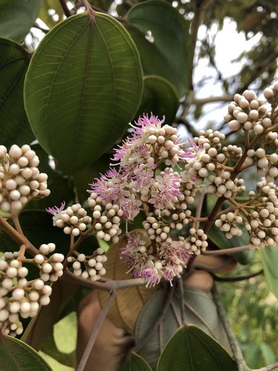 Miconia caudata, photographed by Skjold Søndergaard