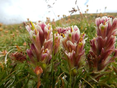 Castilleja pulchella, photographed by Matt Lavin