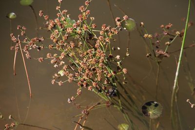 Juncus oxycarpus, photographed by Tony Rebelo