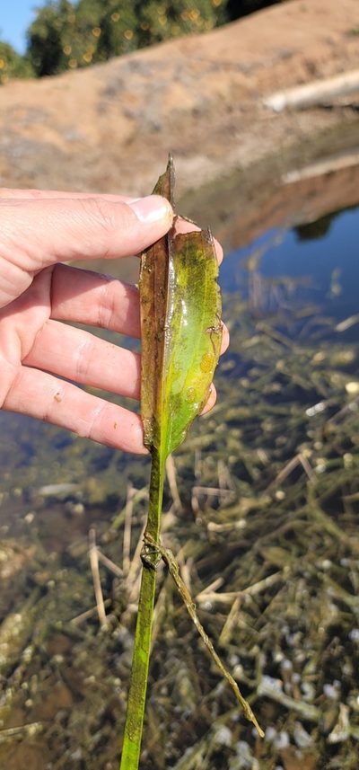Sagittaria sanfordii, photographed by Chris Winchell