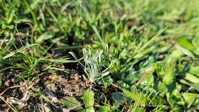 Hesperevax caulescens, photographed by Chris Winchell