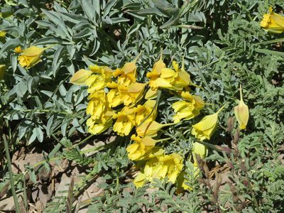 Tropaeolum polyphyllum, photographed by Ezequiel Vera