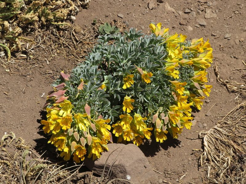 Tropaeolum polyphyllum, photographed by Ezequiel Vera