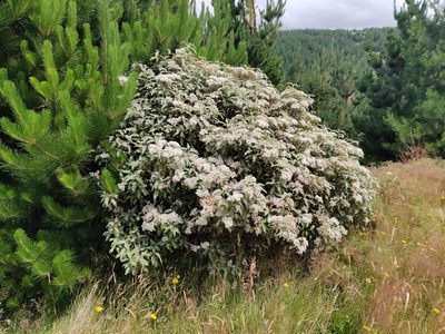 Olearia ilicifolia, photographed by southerndon