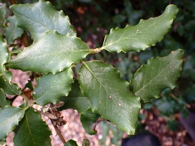 Garrya elliptica, photographed by Cricket Raspet