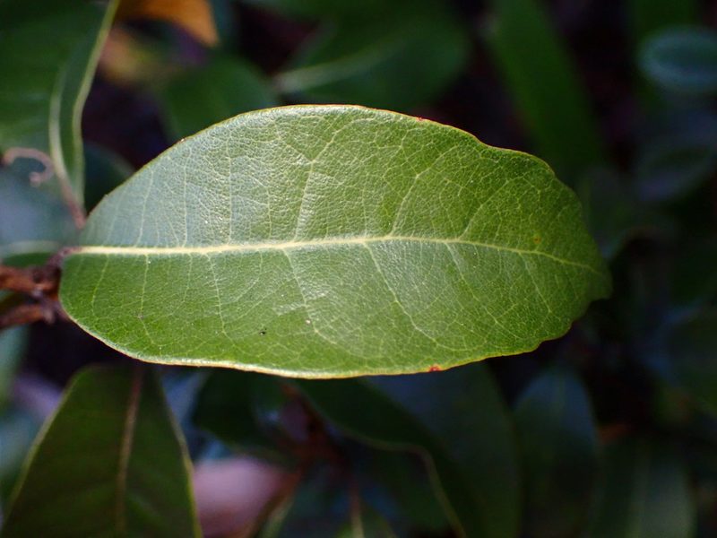Chrysolepis chrysophylla, photographed by Cricket Raspet