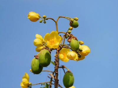 Cochlospermum vitifolium, photographed by Luis Rubio-Yépez