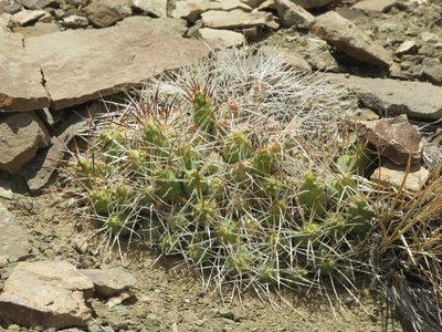 Maihueniopsis glomerata, photographed by Ezequiel Vera