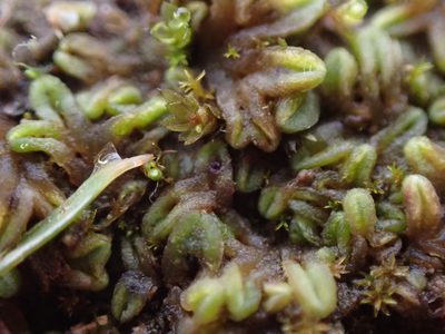 Riccia sorocarpa, photographed by Randal