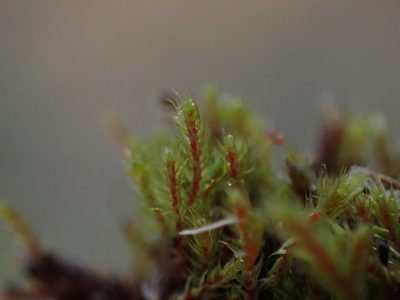 Philonotis capillaris, photographed by Randal