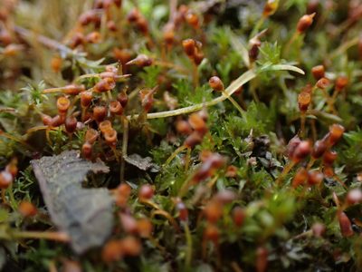 Tortula truncata, photographed by Randal