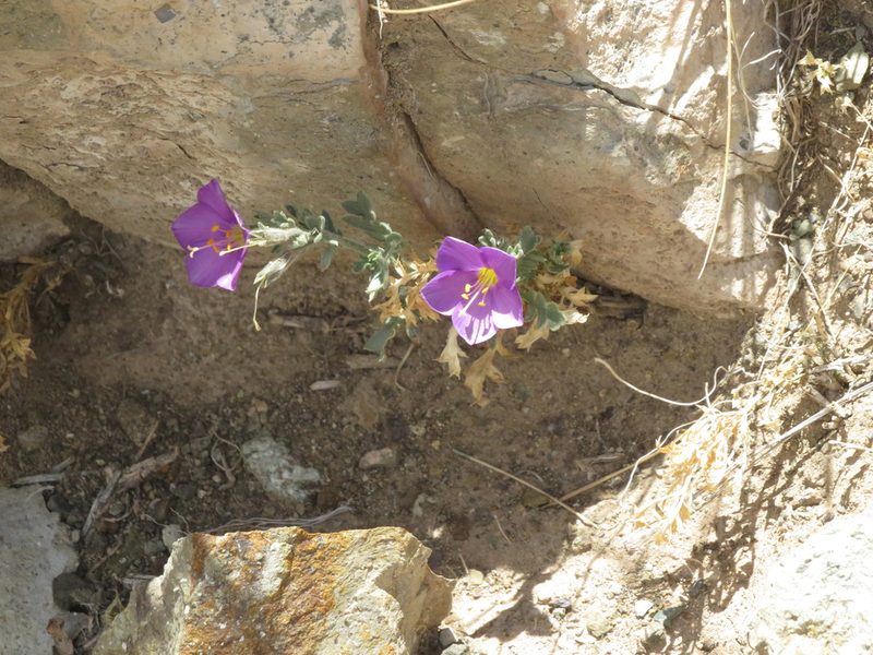 Giliastrum foetidum, photographed by Ezequiel Vera