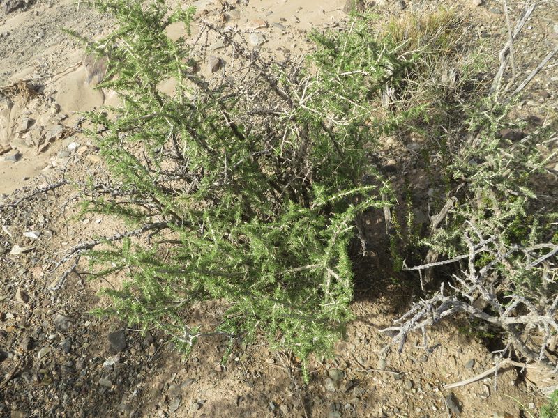 Lycium infaustum, photographed by Ezequiel Vera