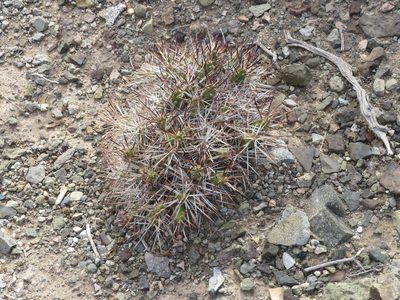 Maihueniopsis glomerata, photographed by Ezequiel Vera