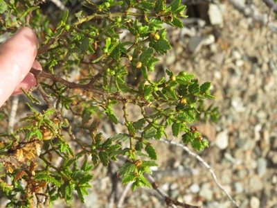 Larrea nitida, photographed by Ezequiel Vera