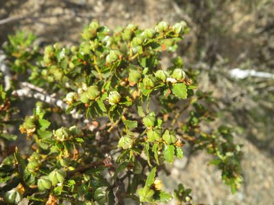 Larrea nitida, photographed by Ezequiel Vera