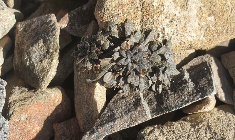 Notothlaspi australe, photographed by Katie Jenkins