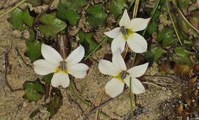 Lobelia macrodon, photographed by Katie Jenkins