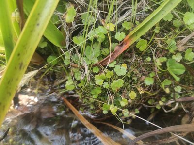 Hydrocotyle novae-zeelandiae, photographed by Max Tweddell