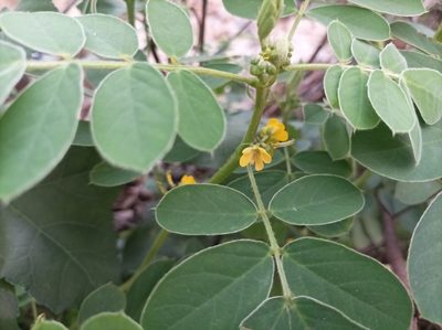 Senna uniflora, photographed by Ramnarayan K