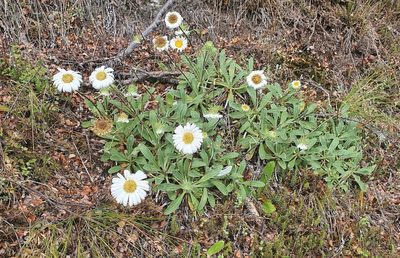Celmisia durietzii, photographed by Katie Jenkins