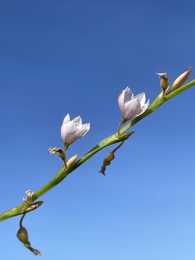 Oxygonum alatum, photographed by Robert Taylor
