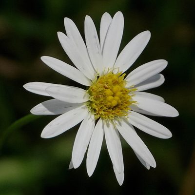 Brachyscome graminea, photographed by Max Campbell