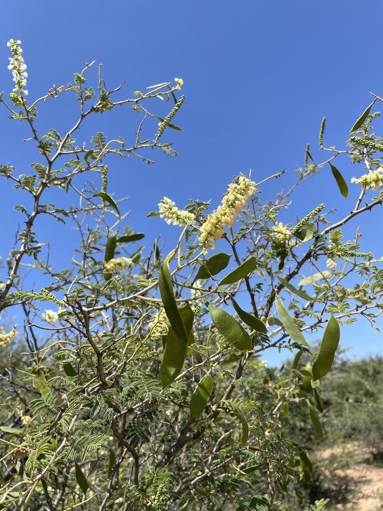 Senegalia fleckii, photographed by Robert Taylor