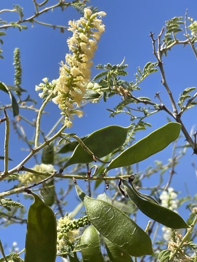Senegalia fleckii, photographed by Robert Taylor