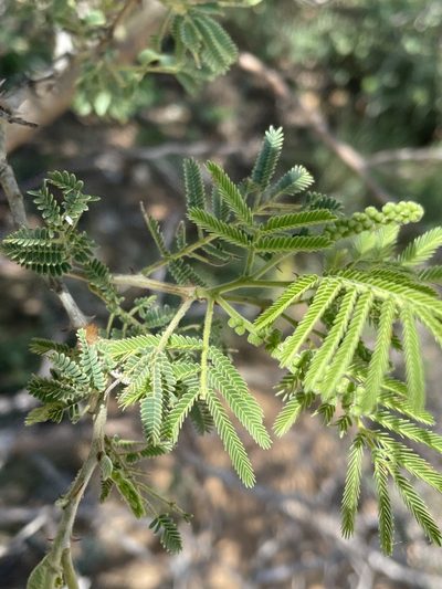 Senegalia fleckii, photographed by Robert Taylor