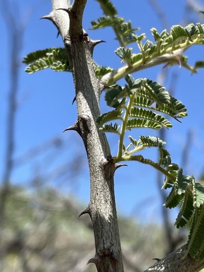 Senegalia fleckii, photographed by Robert Taylor