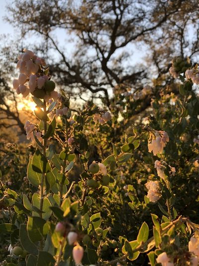 Arctostaphylos pechoensis, photographed by paulexcoff