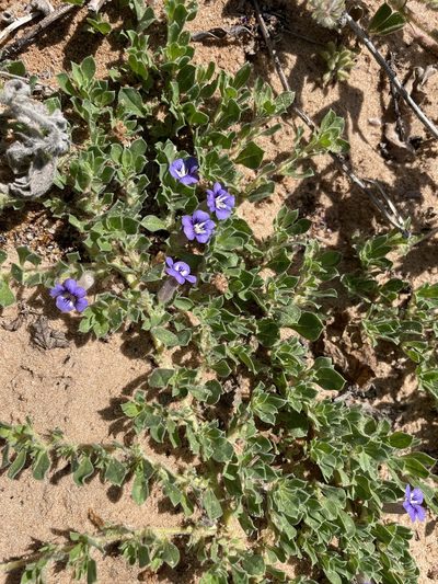 Aptosimum elongatum, photographed by Robert Taylor
