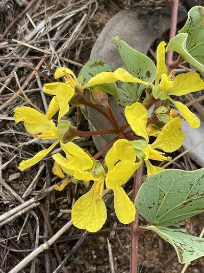 Tylosema esculentum, photographed by Robert Taylor