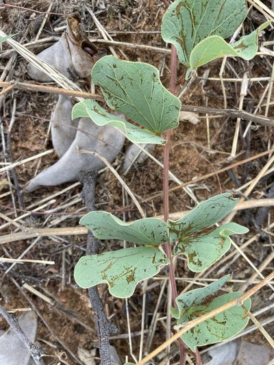 Tylosema esculentum, photographed by Robert Taylor