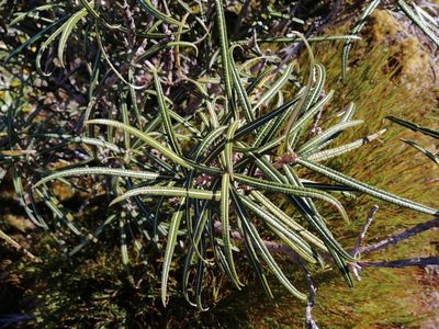 Olearia lacunosa, photographed by darmozrac