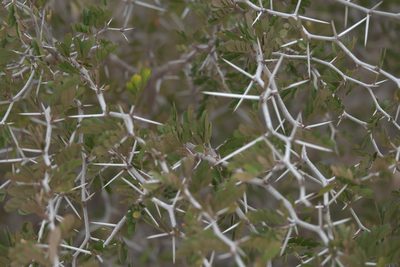 Vachellia rigidula, photographed by Robert Webster