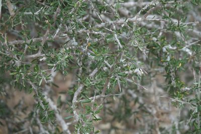 Castela erecta, photographed by Robert Webster