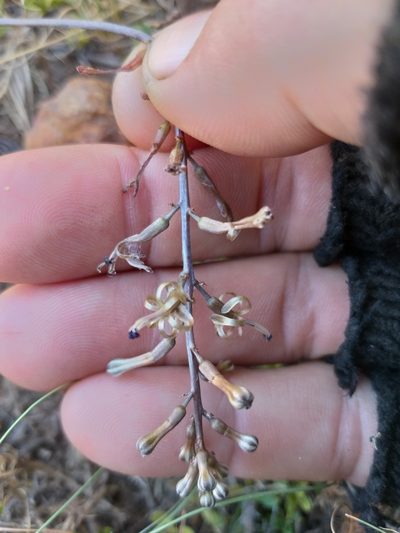 Drimia haworthioides, photographed by kevin koen