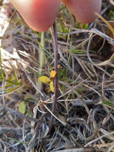 Drimia haworthioides, photographed by kevin koen
