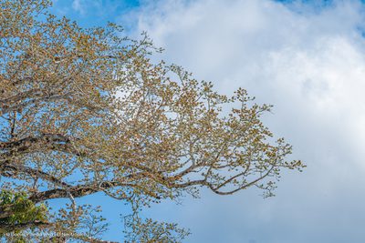 Ceiba pentandra, photographed by Daniel Pineda Vera