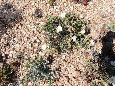 Lampranthus watermeyeri, photographed by Peter Warren