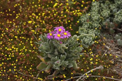 Senecio arenarius, photographed by Tony Rebelo