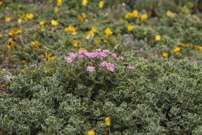 Tetragonia decumbens, photographed by Tony Rebelo