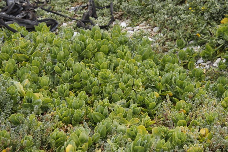 Mesembryanthemum vanrensburgii, photographed by Tony Rebelo