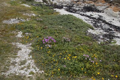 Mesembryanthemum vanrensburgii, photographed by Tony Rebelo