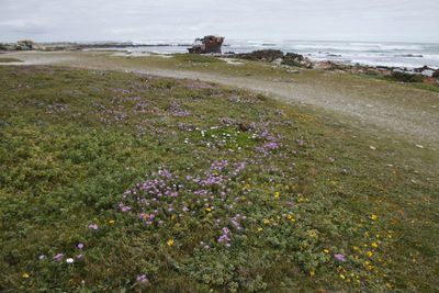 Senecio arenarius, photographed by Tony Rebelo