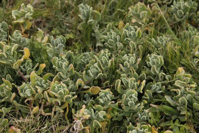 Tetragonia decumbens, photographed by Tony Rebelo